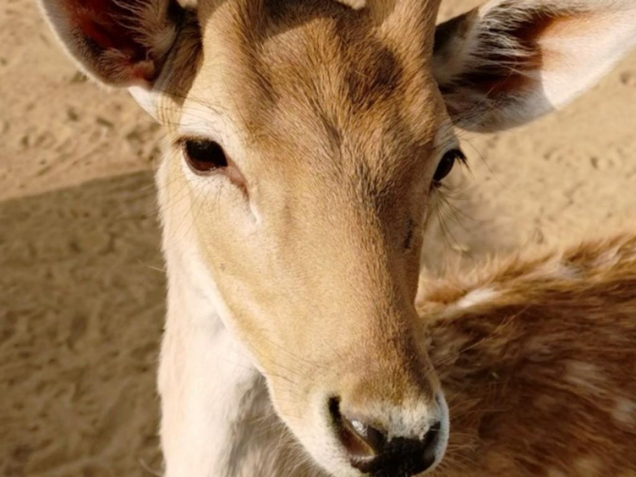 Wadi Al Safa Wildlife Centre