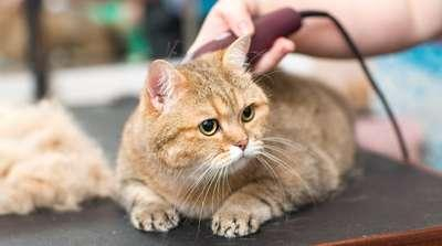 Busy Dog Pets Grooming