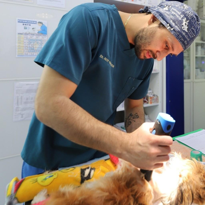 Modern Vet