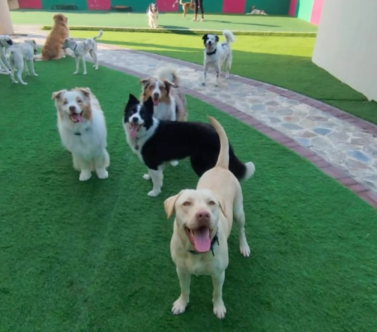 Shoosh World For Domestic Pets Boarding