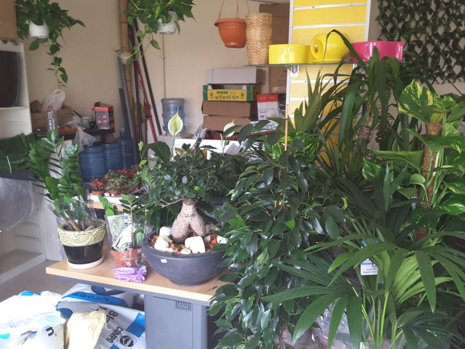 Green Olives Flowers & Plants Trading