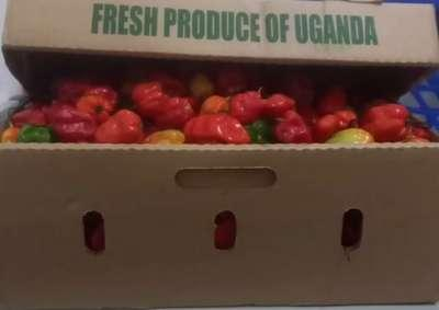 Golden Box Grocery
