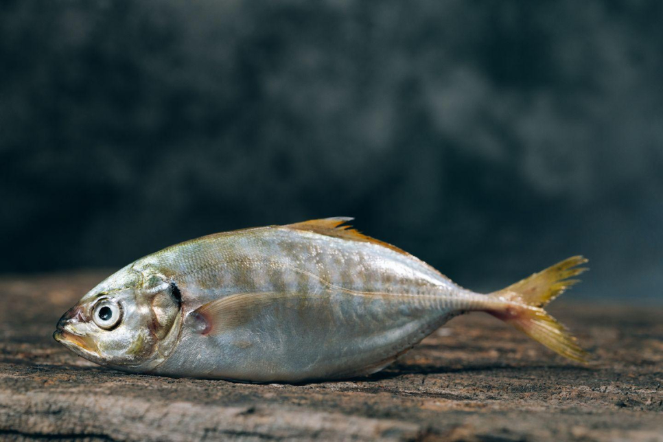 Sultan Fadhel Alhamili Fish Stall