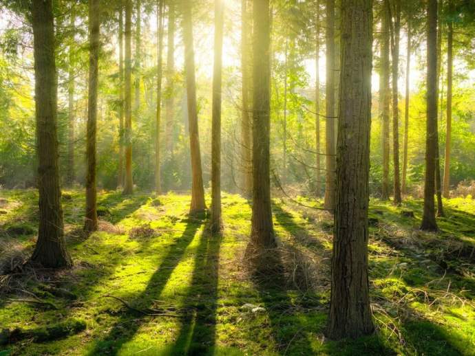 Why Are Dead Trees So Important to Forests?