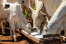 Adil Al Ghazal Livestock