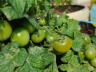 Sunscape Landscape & Gardening
