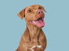 Pet Passions General Trading L.l.c