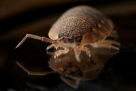 Al Safi Pest Control Services
