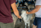 Marhaba Livestock Trading