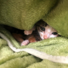 Pets Health Veterinary Clinic