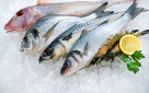 Sea Moon Fish Trading