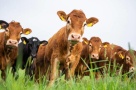 Khalid Haji Kamal Livestock  Trading