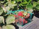 Top Green Vegetables & Fruits Trading