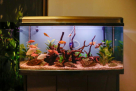 Jie Li Aquarium & Display Cases Trading