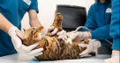 Kare Veterinary Clinic