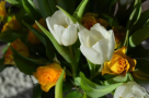 My Roses Boutique