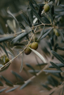 Olive & Oil Food & Trading
