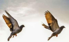 Al Raweyah Birds Trading