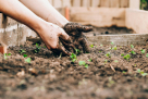Thani Landscaping