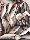 Al Dar Tazij Fish Seller