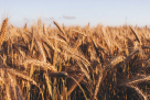 Megacorp Agro Products