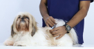 Modern Vet Clinic