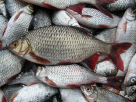 Ghaithan Frozen Fish & Seafood Trading