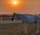 MS9 Stables