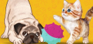 Pawfessor Pets Grooming
