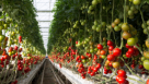 Smart Grow Farms