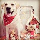 Fpb Lodge Training & Domestic Pets Grooming