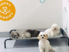 Happy Buddies Domestic Grooming