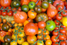 Taj Al Najmat Foodstuff Trading