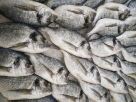 Al Noor Fish Trading