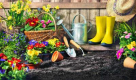 Daffodils Global Goods Wholesalers