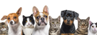 Petland Wellness Veterinary Clinic