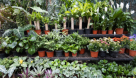Emerald Oasis Planet& Tree Nurseries Trading