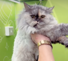 Doog Domestic Pets Grooming