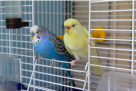 Birds And Pets Market