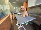 Star Veterinary Clinic