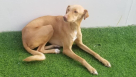 Romis Home Pets Nursery