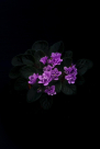 Bases Flower