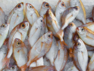 Al Jazzaf Fish