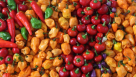 Organic Magic Vegetables & Fruits Trading