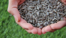 Horseed Foodstuff Trading