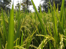 Syed Agha Rice Trading