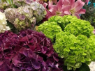 Garden Tulip Flowers Trading