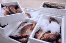 Al Rukn Althameen Fish Trading
