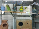 Al Fari Fish & Birds Trading