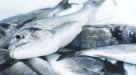 Rashid Saeed Al Tayer Fish Stall